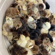 جوجه محلی درجه یک و اصیل