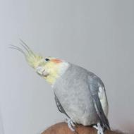 عروس هلندی سخنگو