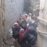 بوقلبون نر سنگین درشت وزن 3نر یکی ماده