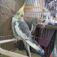 عروس هلندی مولد وقت نگهداری ندارم