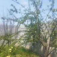 باغ دنج آرام