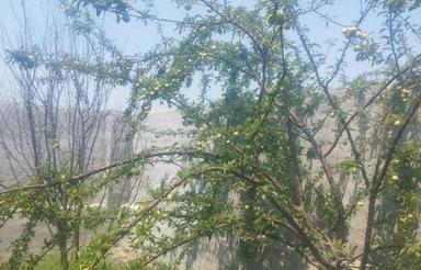 باغ دنج آرام