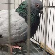 کبوتر کبوتر