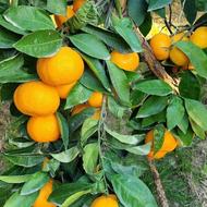 نارنگی محلی