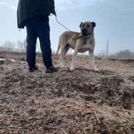 سگ خالص سرابی واگذاری