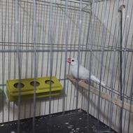 فروش پرنده نرگسی