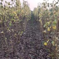 نهالستان 100هزارعددی