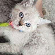 ماده اسکاتیش، هیمالین