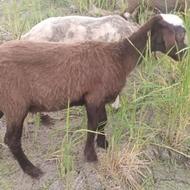 گوسفند بره نرو ماده