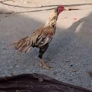 خروس سندی نسل دار