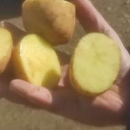 سیبزمینی سانته،وکلمبو،مدل 1402