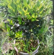 یاس هلندی گلدان10