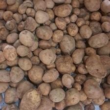 سیب زمینی فندوقی دامی