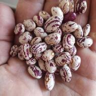 لوبیاچیتی‌اعلاء‌قیمت350