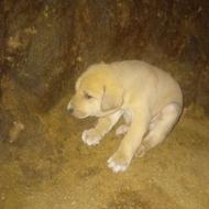 توله سگ عراقی واگذاری