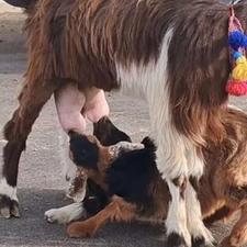 خریدار بز شیری مری یا بربری آبستن