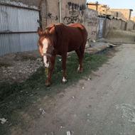 اسب مادیان .