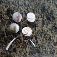 مهره مار جگه گرگ اصل