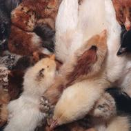 فروش جوجه محلی