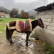 کهر چهار زانو سیاه!!سواری باری!!مظلوم وآرام!!سن4!!