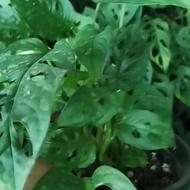 انواع گلهای اپارتمانی