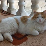 مژدگانی برای گربه نر عقیم گم شده