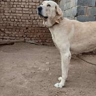 واگذاری سگ گله ونگهبان