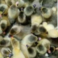 جوجه غاز یک روزه