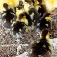 جوجه اردک خارجی