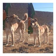 واگذاری سگ نر سرابی نگهبان عالی