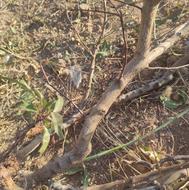 نهال بادام مامایی دو و سه ساله