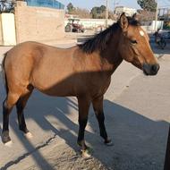 کره اسب نریان