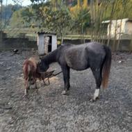 اسب مادیان با کره نریان