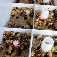 جوجه اردک محلی