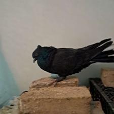 4تا کبوتر 2تا ماده 2تا نر