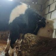 گوساله سیمتال نر فروشی