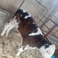 گوساله سمینتال