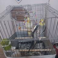 جفت نر و ماده با تمام وسایل جز قفس لوتینو و گل باقالی