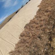 کاه گندم تازه