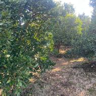 فروش زمین کشاورزی 1250 متر در قادی محله