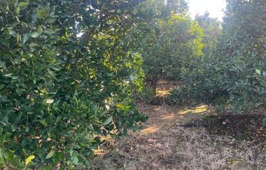 فروش زمین کشاورزی 1250 متر در قادی محله