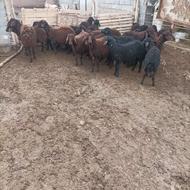 برهای نرو، ماده