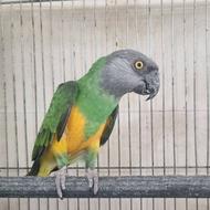 سنگال ماده تست داده صاف و کشیده