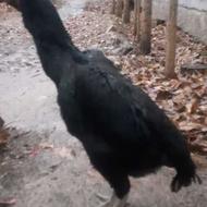 اوشامو لاری مرغ6دانگ(مراغه)