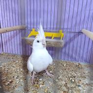 عروس هلندی سه ماهه آلبینو چشم شرابی