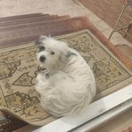 واگزاری سگ پامراشپیتزماده