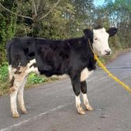 گوساله ماده سیمینتال لیشه گاو