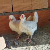 جوجه های گلین و برهما درجه یک