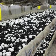 نیاز به کارگر در سالن پرورش قارچ