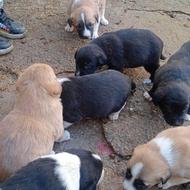 واگذاری‌توله‌سگ‌های‌دورگ‌پژدر